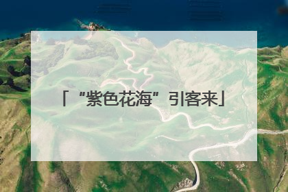 “紫色花海”引客来