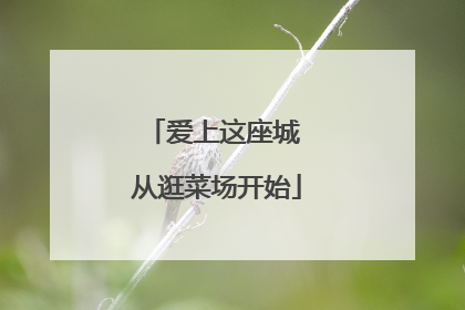 爱上这座城 从逛菜场开始