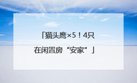 猫头鹰×5！4只在闲置房“安家”