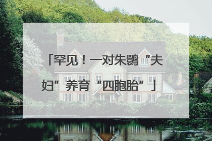 罕见！一对朱鹮“夫妇”养育“四胞胎”