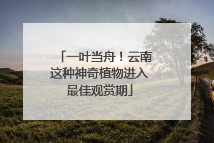 一叶当舟！云南这种神奇植物进入最佳观赏期