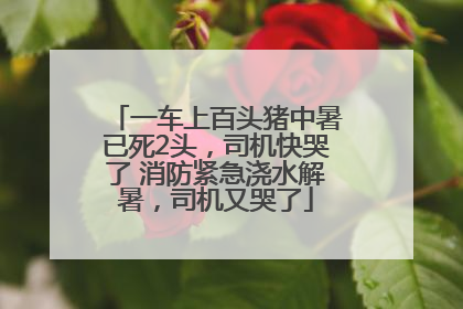 一车上百头猪中暑已死2头，司机快哭了 消防紧急浇水解暑，司机又哭了
