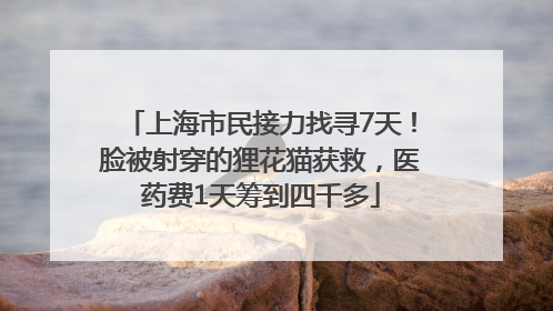 上海市民接力找寻7天！脸被射穿的狸花猫获救，医药费1天筹到四千多