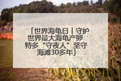 世界海龟日丨守护世界最大海龟产卵 特多“守夜人”坚守海滩30多年