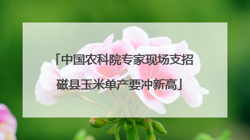 中国农科院专家现场支招 磁县玉米单产要冲新高