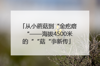 从小蘑菇到“金疙瘩“——海拔4500米的““菇“事新传