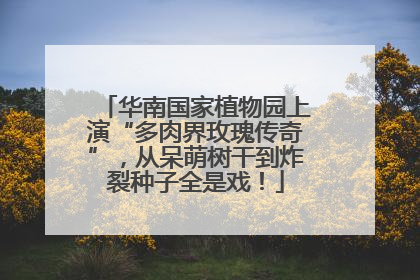 华南国家植物园上演“多肉界玫瑰传奇”，从呆萌树干到炸裂种子全是戏！