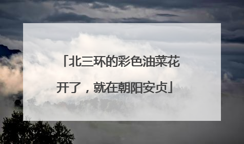 北三环的彩色油菜花开了，就在朝阳安贞