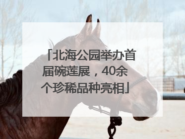 北海公园举办首届碗莲展，40余个珍稀品种亮相