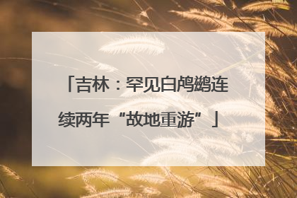 吉林：罕见白鸬鹚连续两年“故地重游”