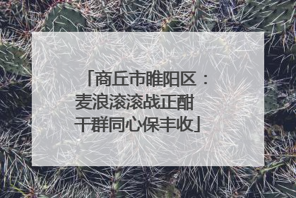 商丘市睢阳区：麦浪滚滚战正酣 干群同心保丰收