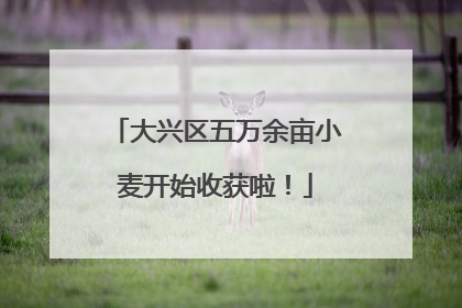 大兴区五万余亩小麦开始收获啦！