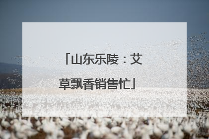 山东乐陵：艾草飘香销售忙