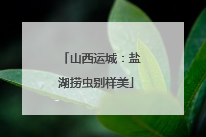 山西运城：盐湖捞虫别样美