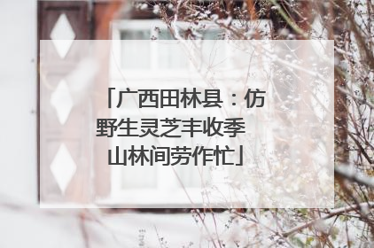 广西田林县：仿野生灵芝丰收季 山林间劳作忙