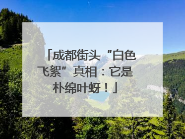 成都街头“白色飞絮”真相：它是朴绵叶蚜！