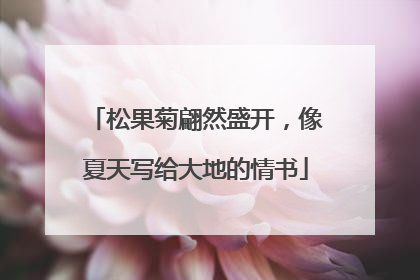 松果菊翩然盛开，像夏天写给大地的情书