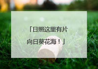 日照这里有片向日葵花海！