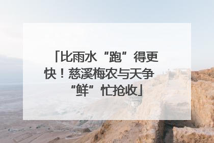 比雨水“跑”得更快！慈溪梅农与天争“鲜”忙抢收