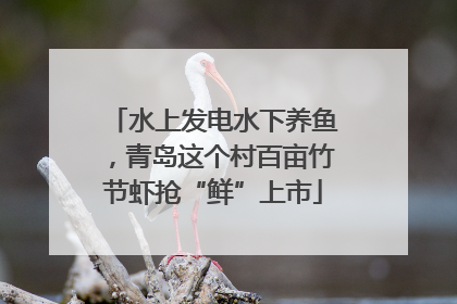水上发电水下养鱼，青岛这个村百亩竹节虾抢“鲜”上市