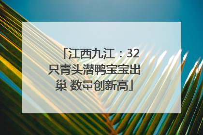 江西九江：32只青头潜鸭宝宝出巢 数量创新高