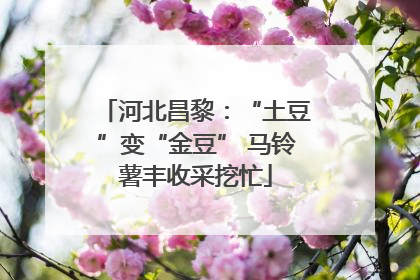 河北昌黎：“土豆”变“金豆” 马铃薯丰收采挖忙