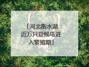 河北衡水湖：近万只夏候鸟进入繁殖期