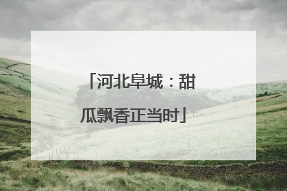 河北阜城：甜瓜飘香正当时