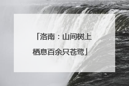 洛南：山间树上栖息百余只苍鹭