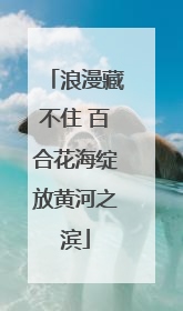 浪漫藏不住 百合花海绽放黄河之滨