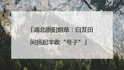 湖北崇阳烟草：白芨田间扬起丰收“号子”