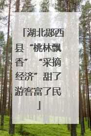 湖北郧西县“桃林飘香”“采摘经济”甜了游客富了民