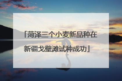 菏泽三个小麦新品种在新疆戈壁滩试种成功