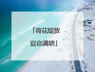 荷花绽放 夏意满塘