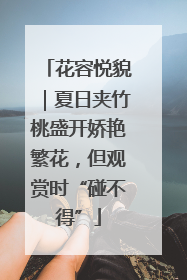 花容悦貌｜夏日夹竹桃盛开娇艳繁花，但观赏时“碰不得”