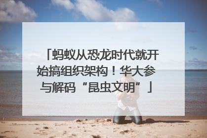 蚂蚁从恐龙时代就开始搞组织架构！华大参与解码“昆虫文明”
