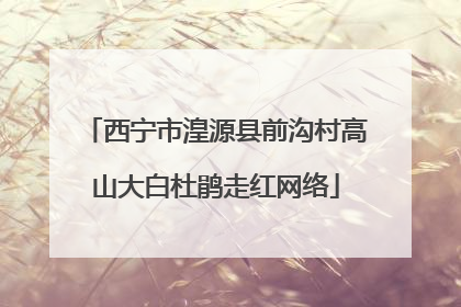 西宁市湟源县前沟村高山大白杜鹃走红网络