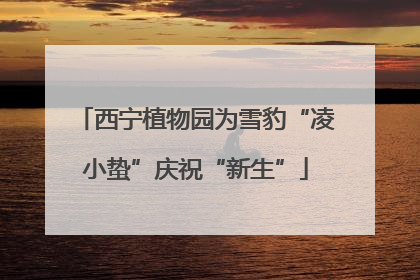 西宁植物园为雪豹“凌小蛰”庆祝“新生”