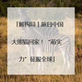 解构局丨旅日中国大熊猫回家！“萌实力”征服全球