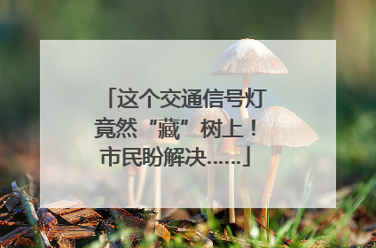 这个交通信号灯竟然“藏”树上！市民盼解决……