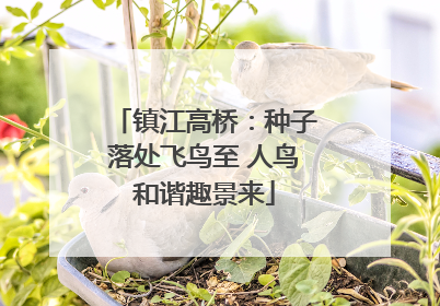 镇江高桥：种子落处飞鸟至 人鸟和谐趣景来
