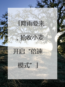降雨要来，抢收小麦开启“倍速模式”