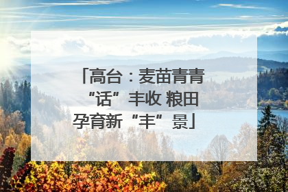 高台：麦苗青青“话”丰收 粮田孕育新“丰”景
