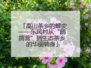 高山茶乡的蝶变——东风村从“鹧鸪营”到生态茶乡的华丽转身