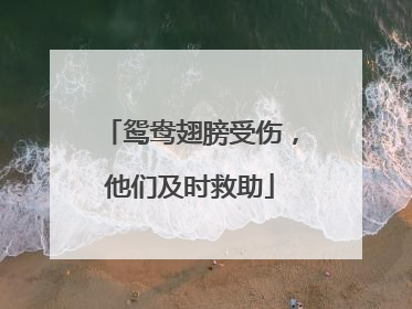 鸳鸯翅膀受伤，他们及时救助