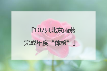 107只北京雨燕完成年度“体检”